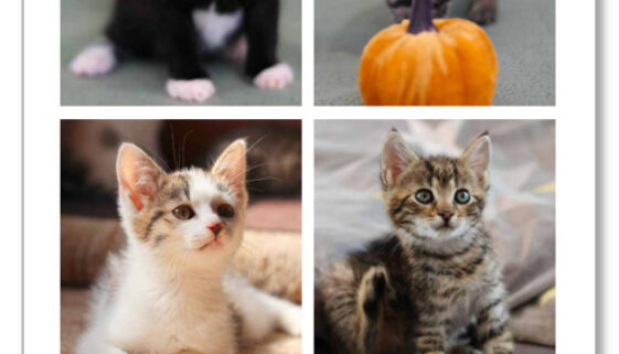 Kalendář 2026 Kalendář 2026